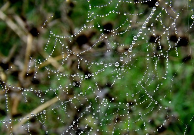 Water droplets on a spider's web