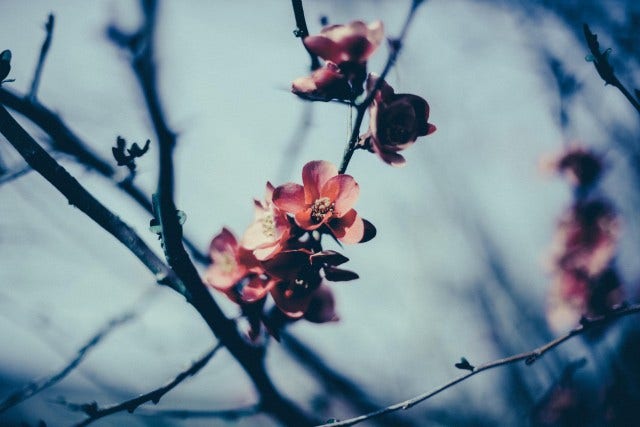 Nature Photography: 4 Ways to Capture Spring
