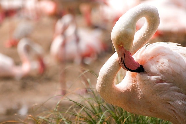 flamingo-819589_640