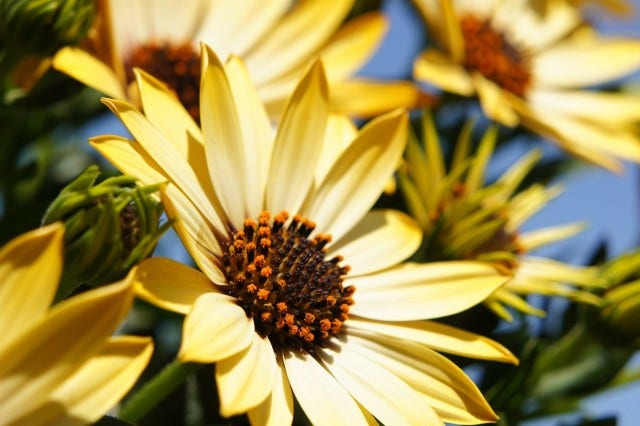 flower-108685_1280