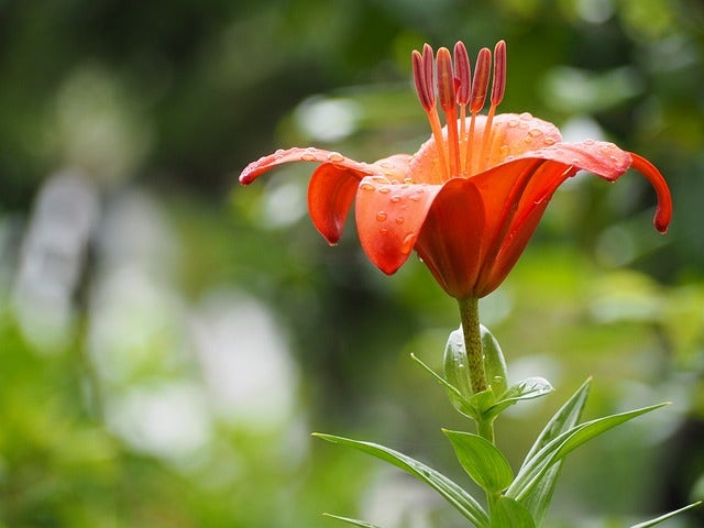 lily-803642_640