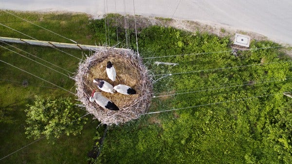 birds nest on wires aerial image