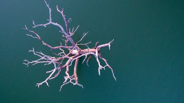 burnt tree inlet drone photo