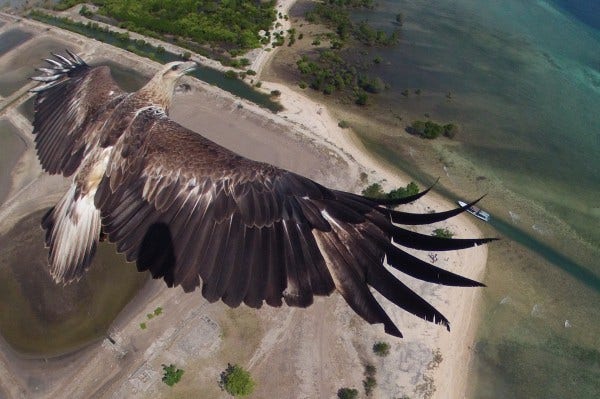 eagle in drone image