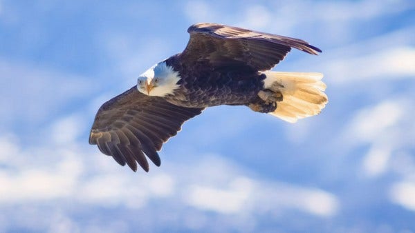 eagle in sky on photofocus blog