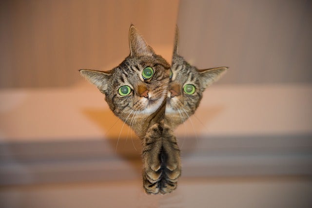 cat peering around mirror