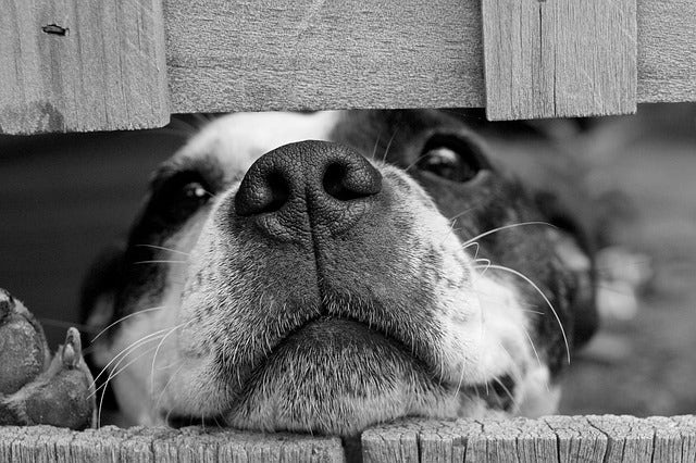 Pet Photography Tips: How to Improve Your Game