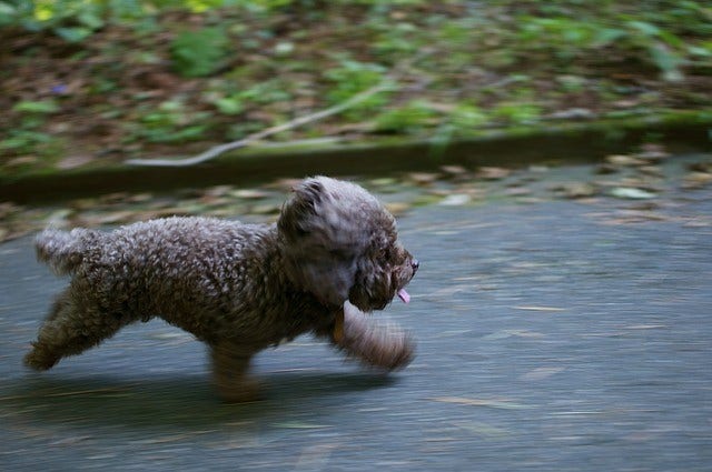 Puppy taking walk