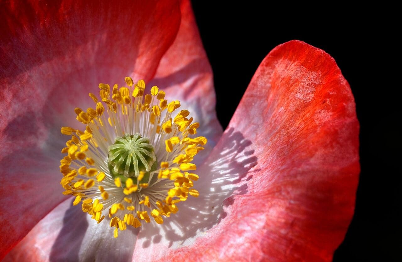 Macro image of a poppy