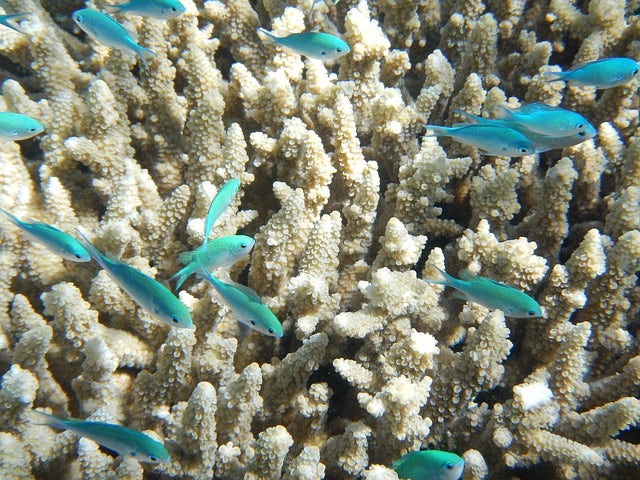 The Great Barrier Reef