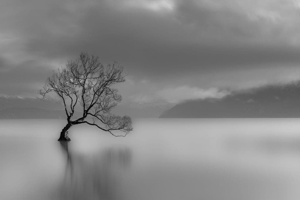 tree-growing-in-lake