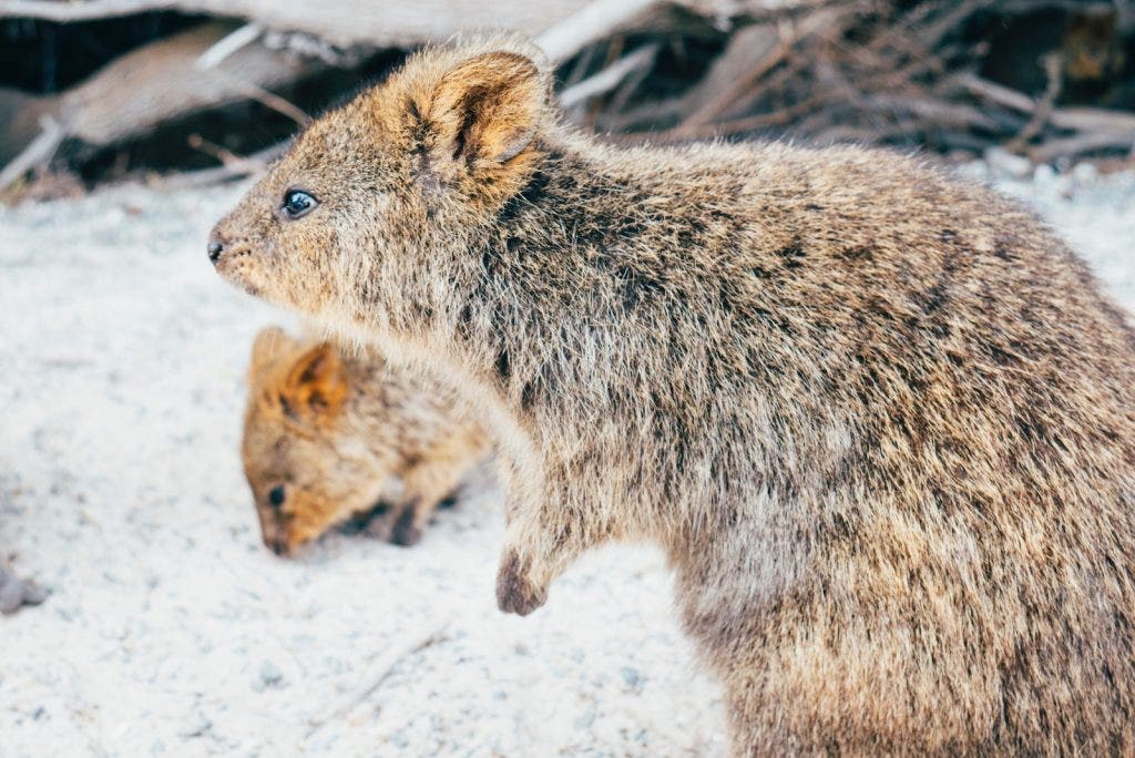 australian-animal-plays-in-snow