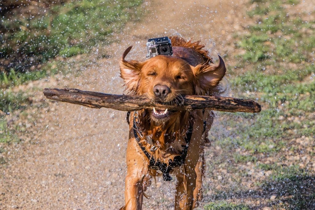 dog-has-fun-outdoors-with-action-camera-attached