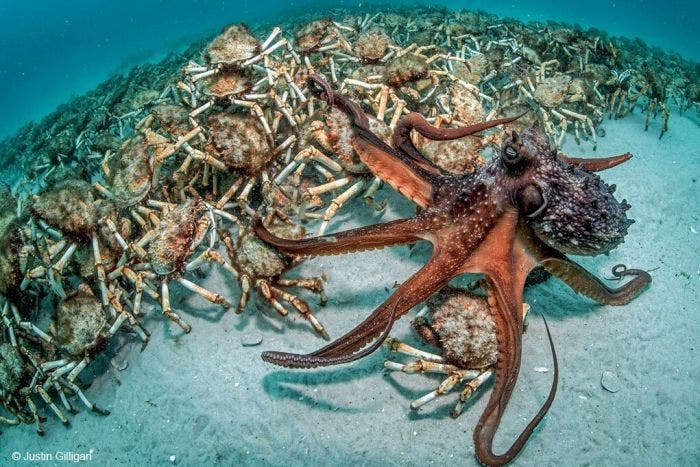 justin-gilligan-underwater-photography