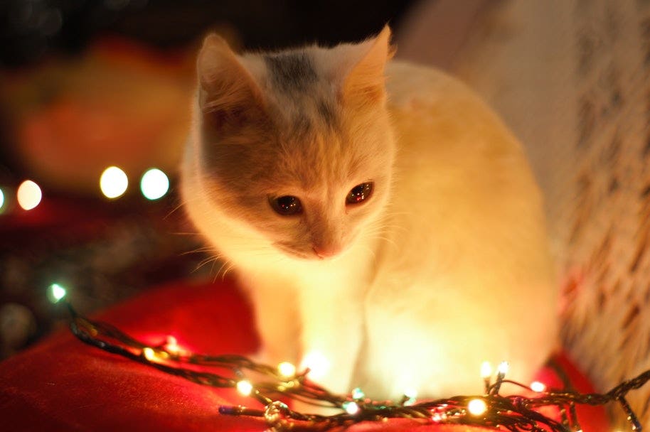 pet in Christmas photo