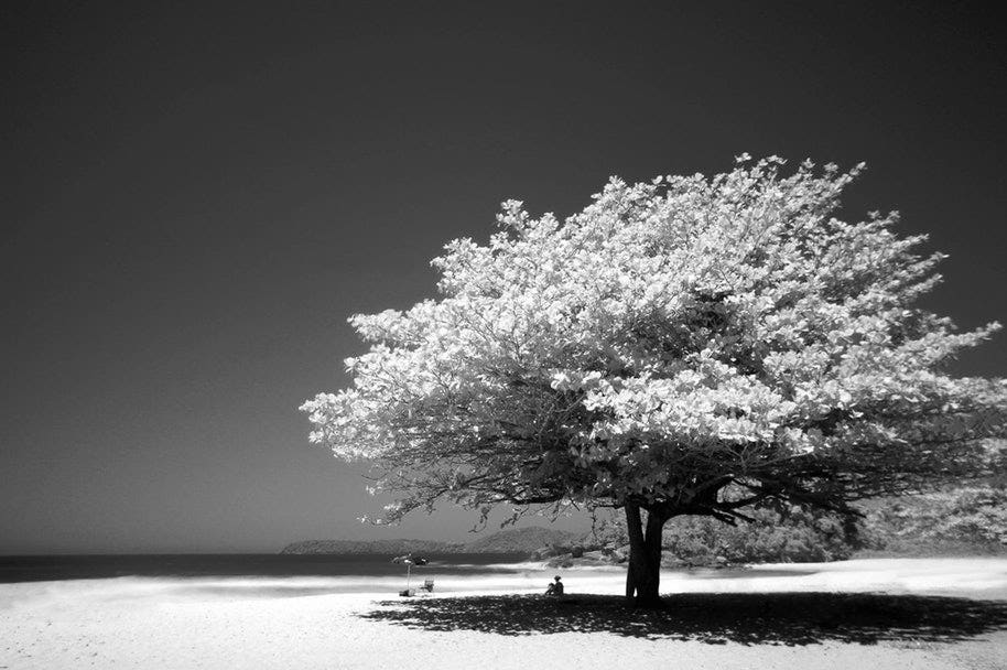 black and white summer photo