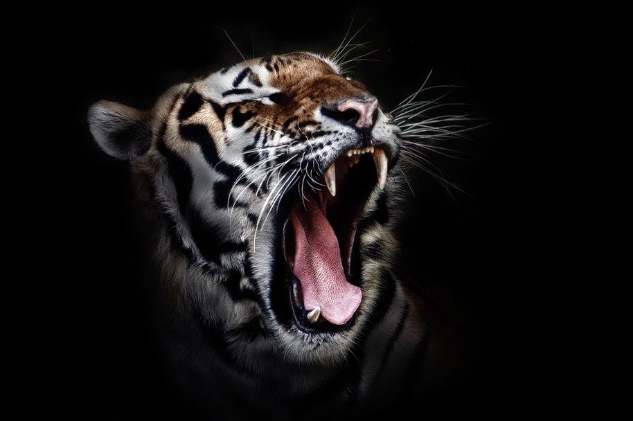 tiger growling