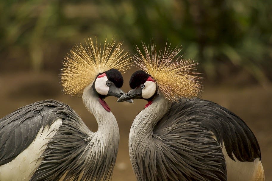 two birds up close