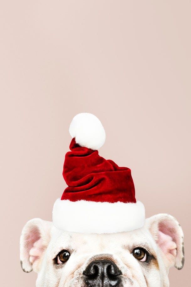 A dog wearing a Christmas Santa hat.