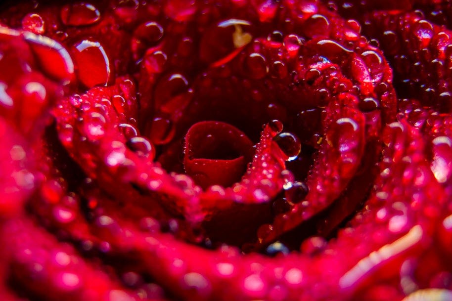 raindrops on rose petals