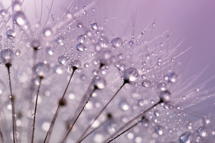 A close up of a bunch of dandelions with raindrops on them.