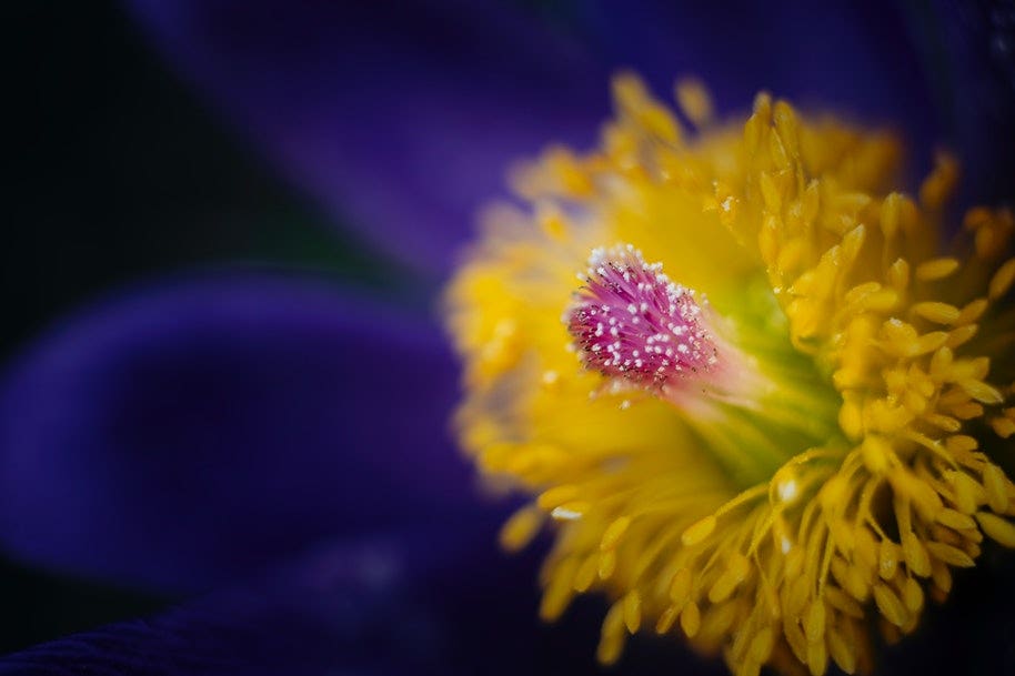 What Is Macro Photography & How Can I Master It?