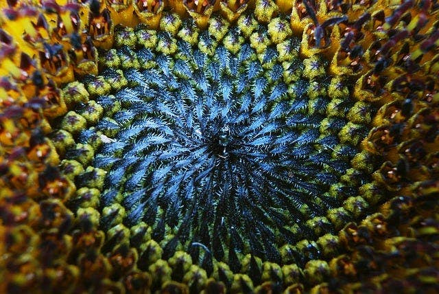 Sunflower captured up close with a macro lens.