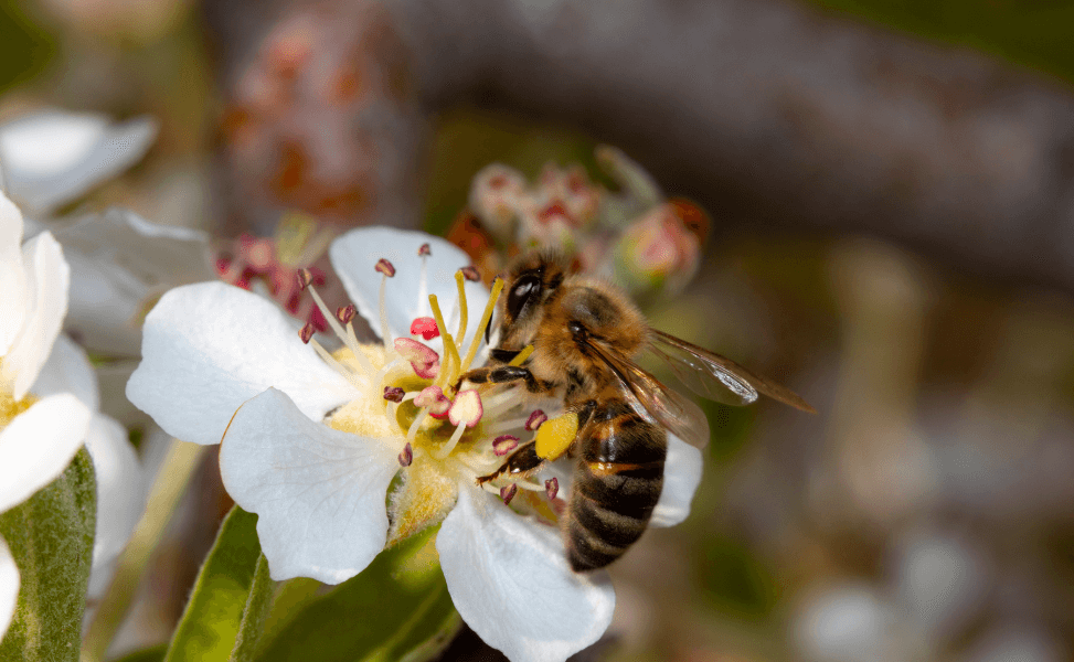 Tips for Capturing Insects in Macro Photography