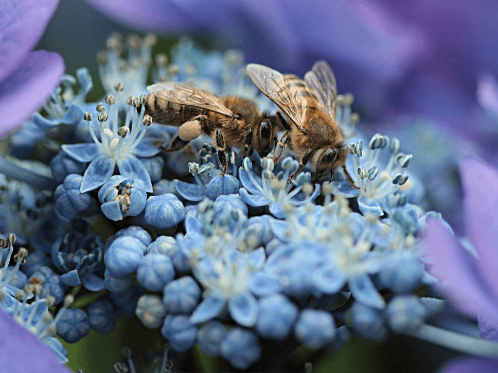 Tiny Subjects, BIG Photos: How to get started with Macro Photography